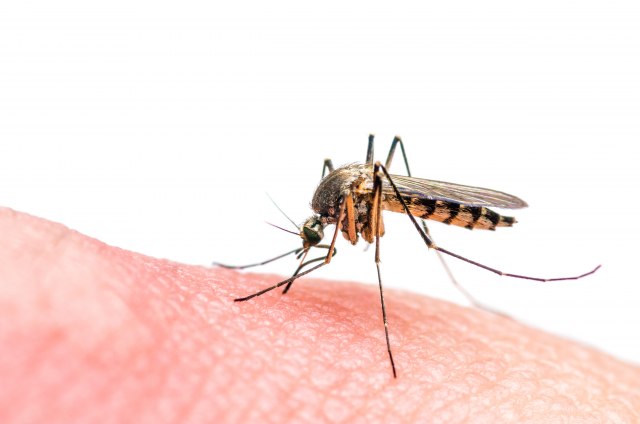Naučnici zabrinuti: Otkrivena nova mutacija zika virusa koja bi mogla da izazove još jednu epidemiju